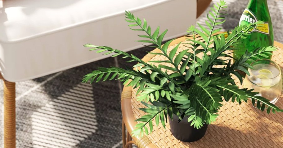 green plant in a black pot on a patio side table