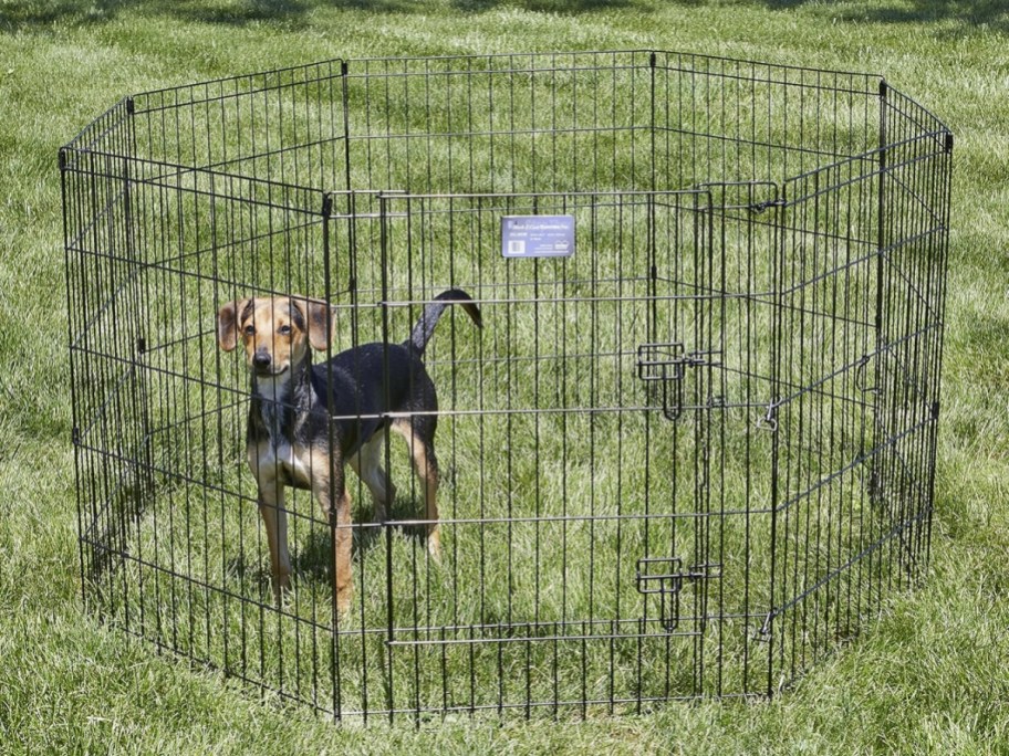 beagle mix dog in an outdoor metal pen