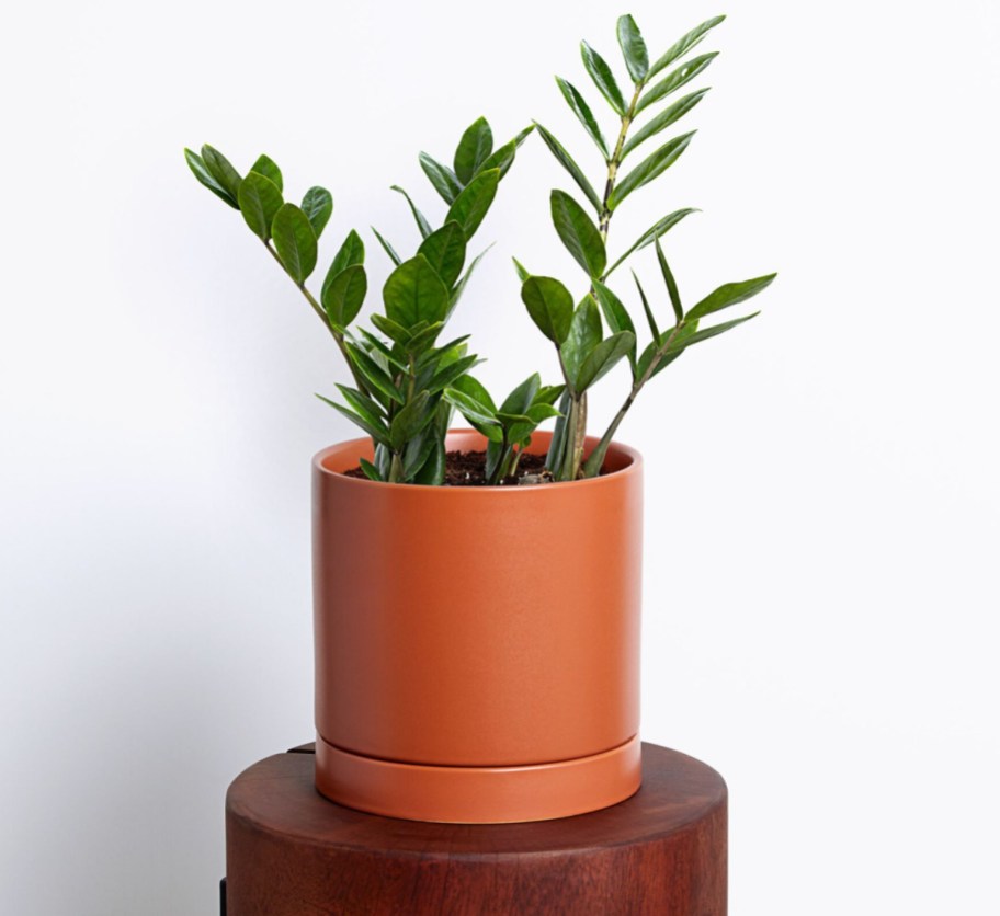 zz plant in orange pot