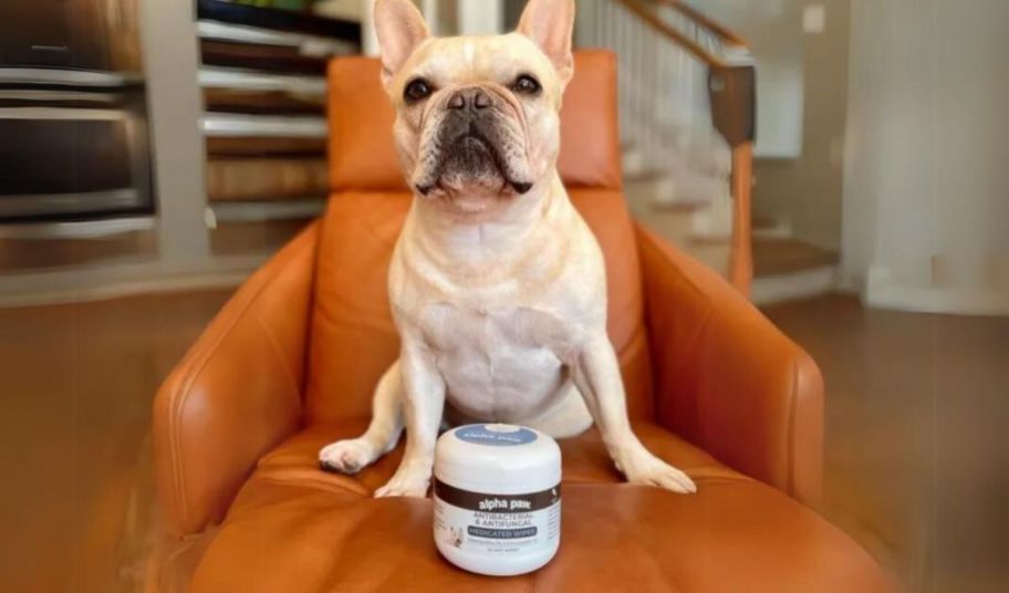 frenchie dog sitting in an orange chair with a jar of pet antibacterial wipes in front of him