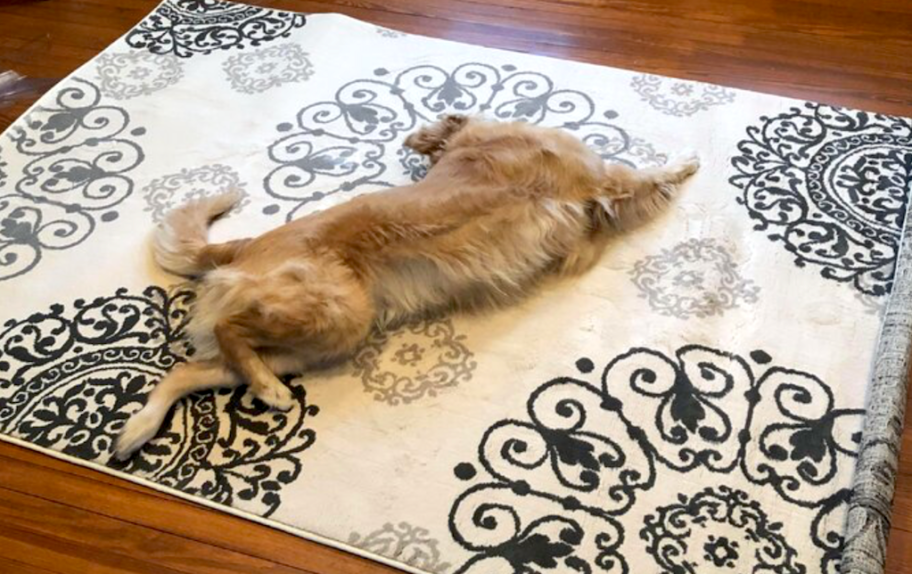 dog on area rug 