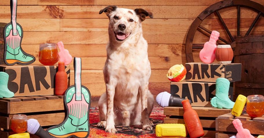 A dog surrounded by Bark boxes and country western themed toys