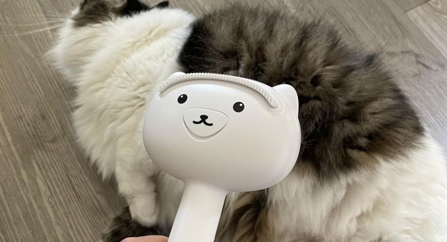 cat brush with cat behind it 