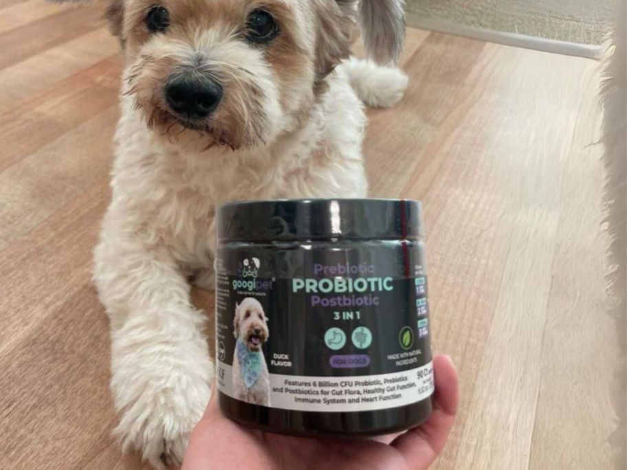 jar of dog probiotics being held up in front of dog