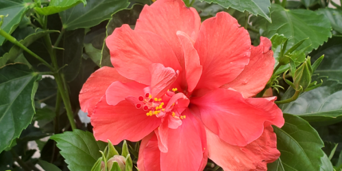 Costa Farms Hibiscus Plant in Pot Just $39.41 Shipped on Lowes.com | May Sell Out!