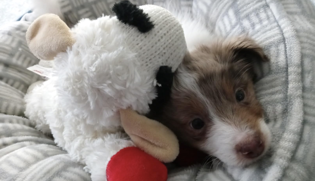 Lamb Chop Dog Toy JUST $1.49 Shipped on Amazon | May Sell Out!