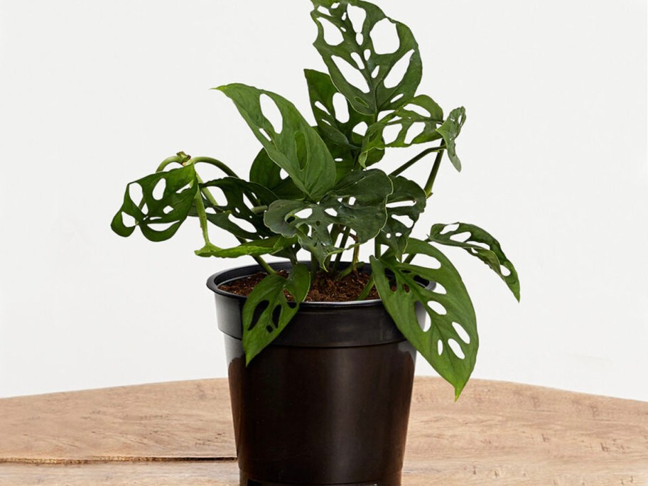 monstera plant in pot on table