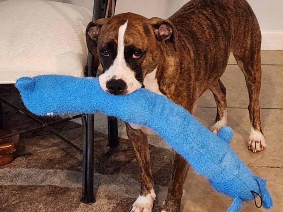 dog holding long blue multipet toy in his mouth