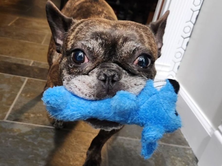 dog holding blue multipet dog toy in mouth