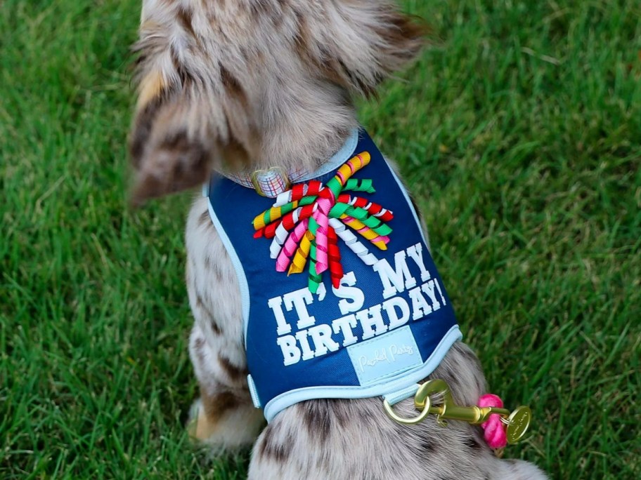 small dog wearing a blue harness that says "It's my birthday" and has colorful ribbons