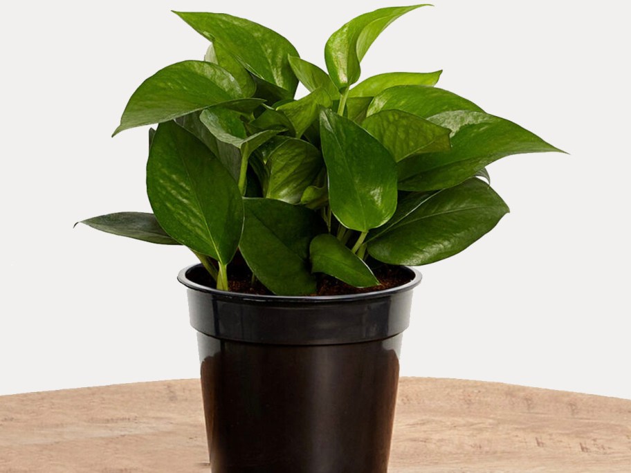 pothos plant in pot on table