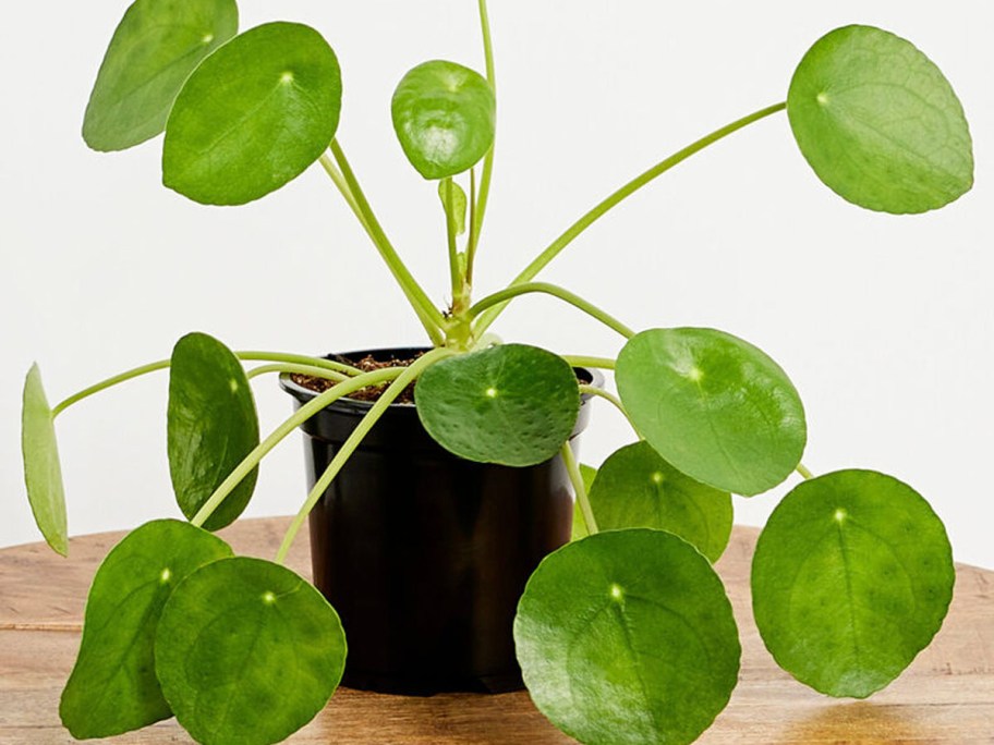 pilea plant in pot on table