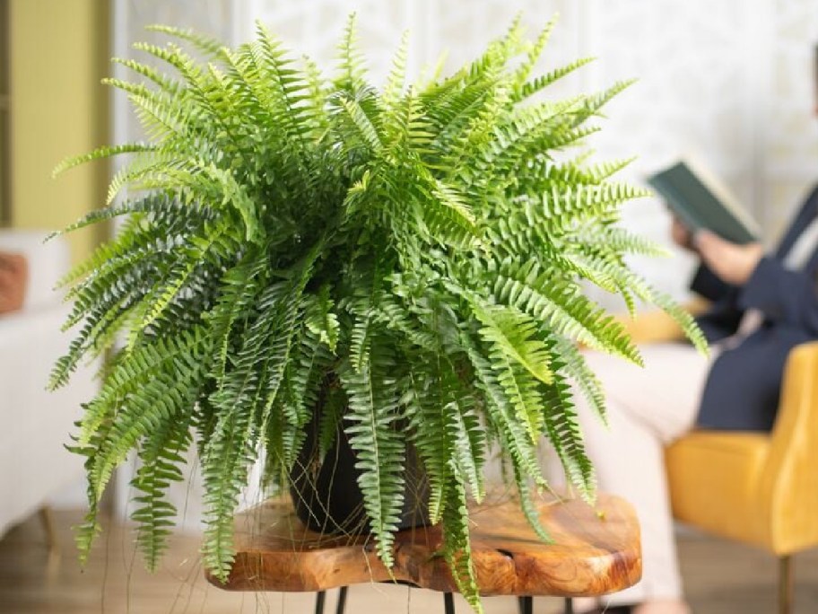 plant displayed on table next to person who is reading in the bckground