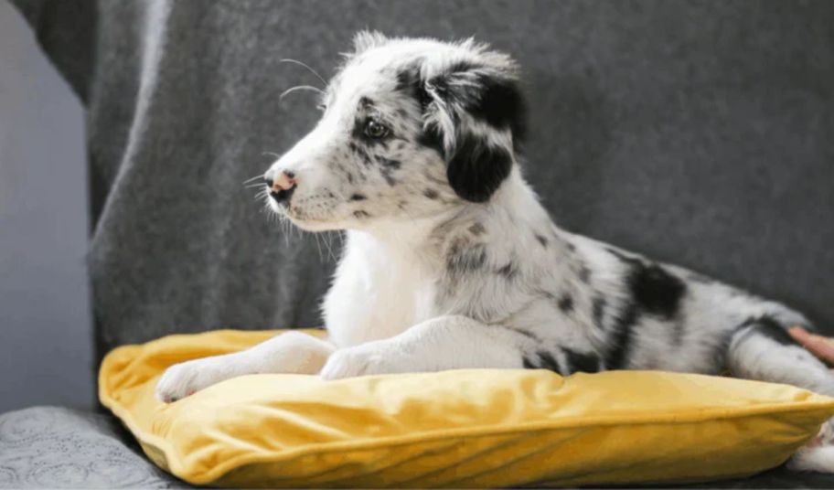 a cute little white and black puppy resting on a yellow velvet pillow