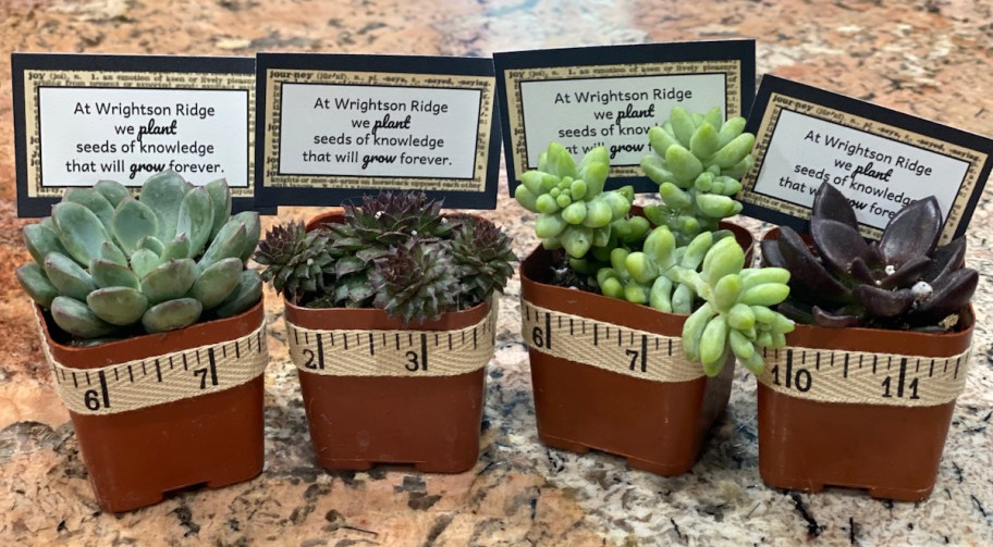 mini succulent plants in planters decorated for a teacher gift with note sitting on granite countertop