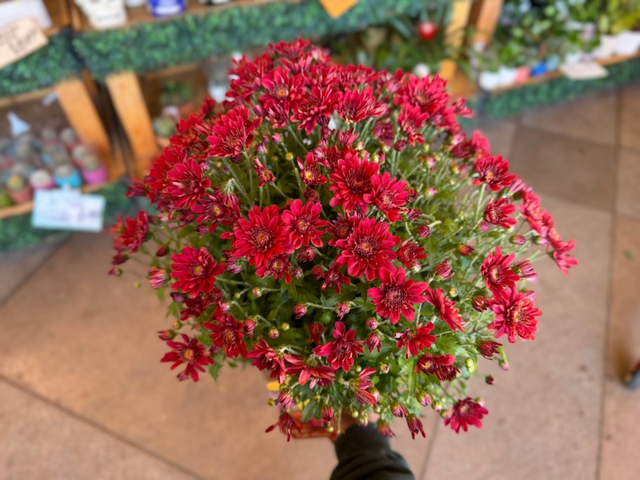 hand holding a large reddish purple mum plant in a store