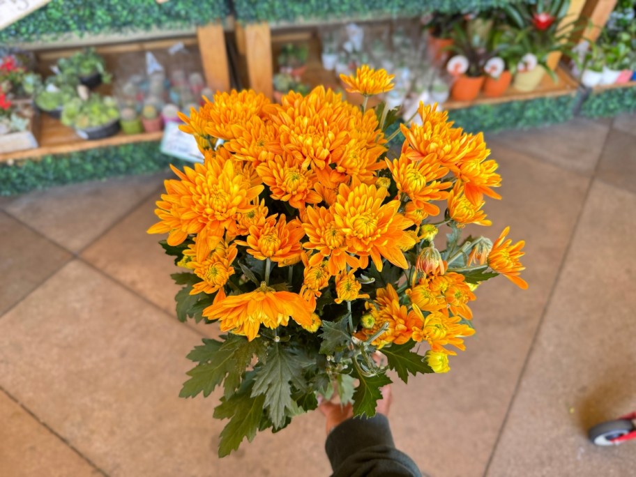 hand holding a yellow mum plant in a store