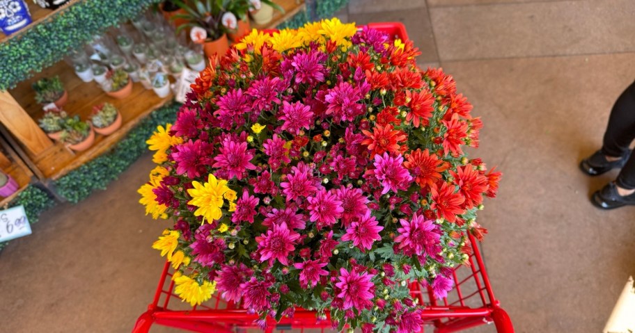 large mum plant with 3 colors yellow, purple and red in a Trader Joe's shopping cart in store