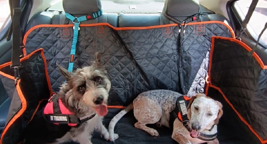 Dog Leash & Seatbelt 2-Pack Only $9 on Amazon | Attaches to Headrest or Seatbelt Buckle