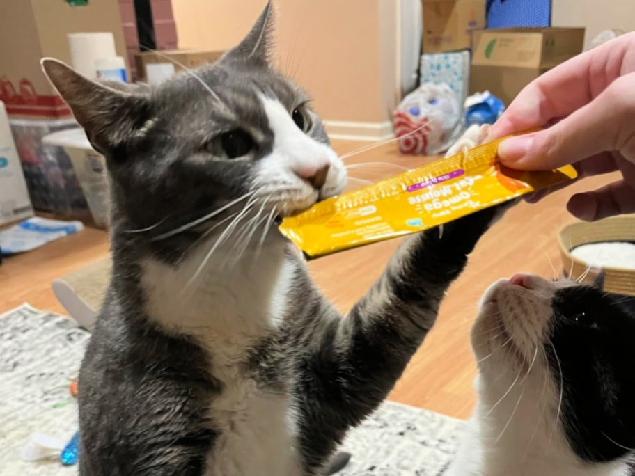 cat eating zesty paws cat mousse pouch