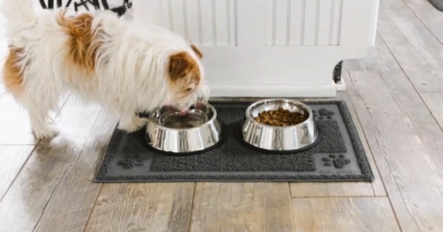 small dog drinking from water dish on top of gray dog mat 