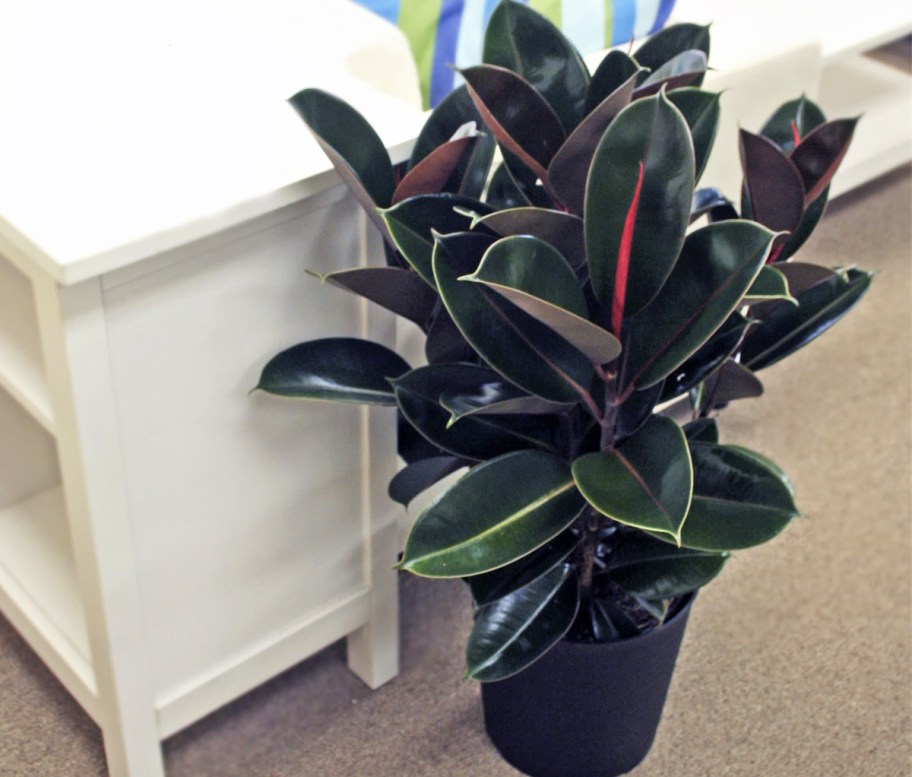 dark green rubber plant in black pot