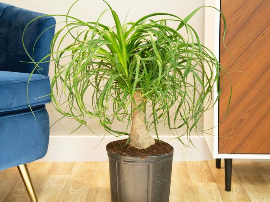 palm plant in a black pot next to a blue chair