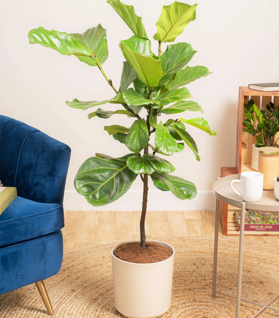 Up to 65% Off Costa Farms Live House Plants on Lowes.com - Today Only ...