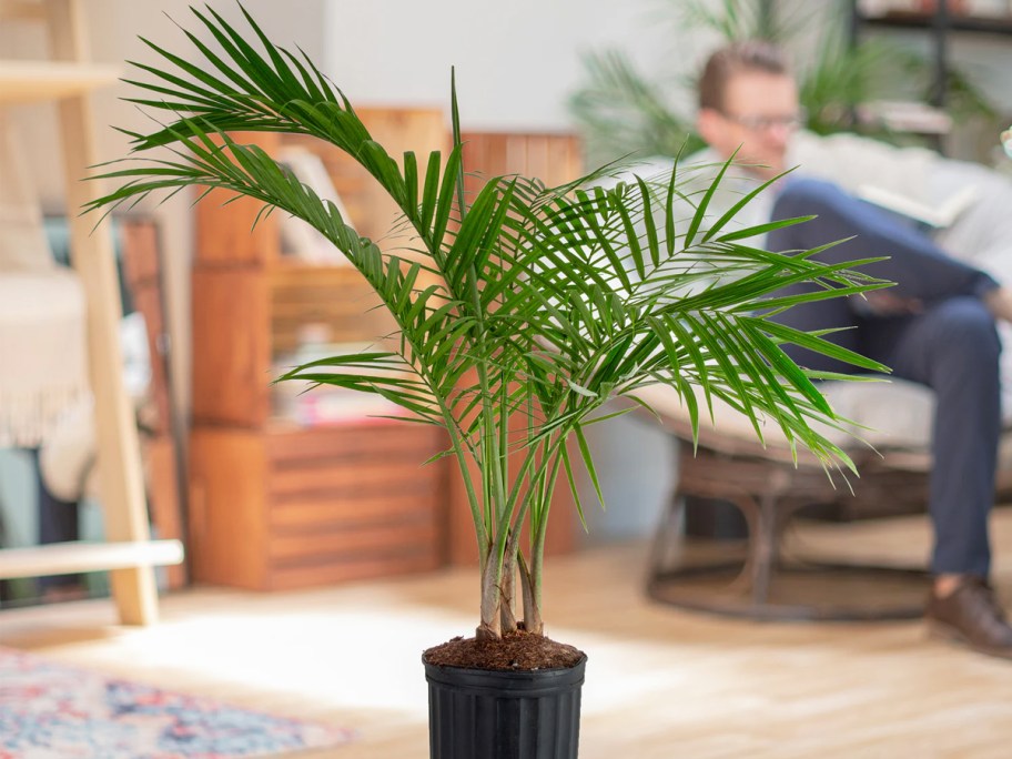 palm plant in black pot
