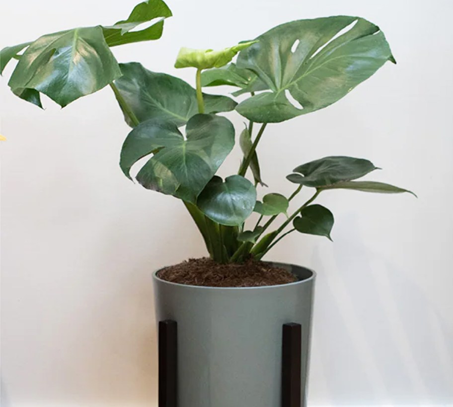 monstera plant in plant stand