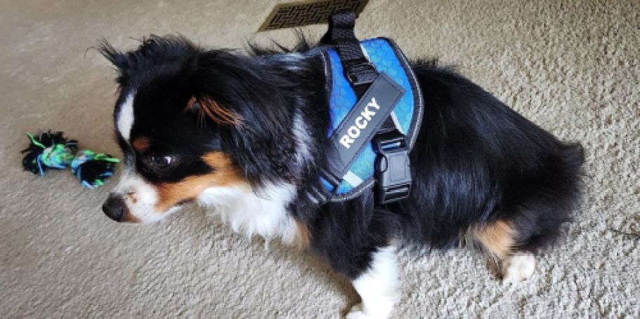 Personalized Dog Harness Just $8.49 Shipped on Amazon (Reg. $17)