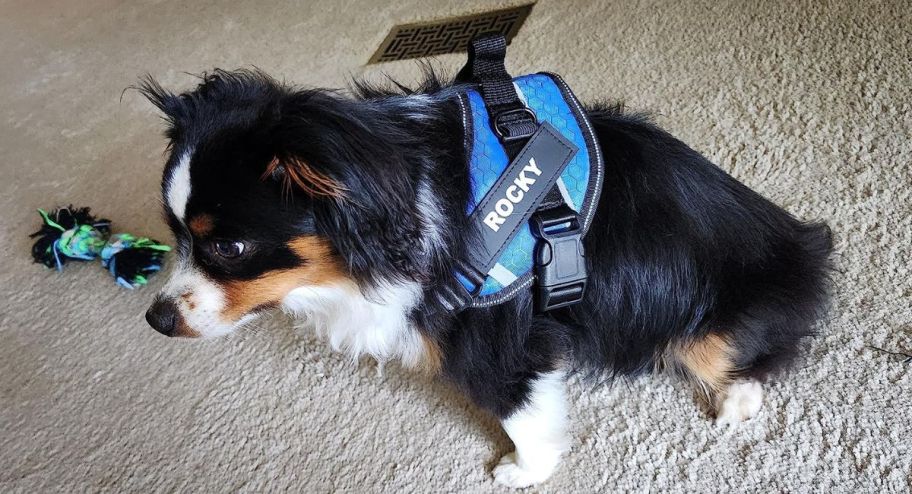 dog wearing a harness while sitting on the floor