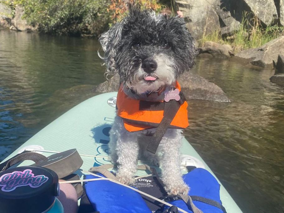 An adorable dog on a paddle board.