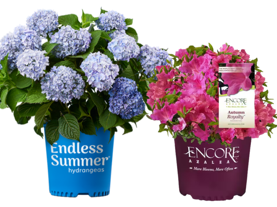 Hydrangea and Azalea at Home Depot