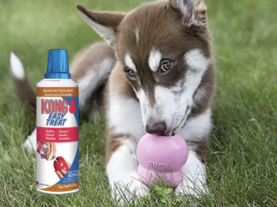 dog licking kong treat with KONG - Easy Treat - Dog Treat Paste - Peanut Butter - 8 Ounce in it