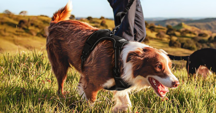 dog wearing a black harness while on a hike
