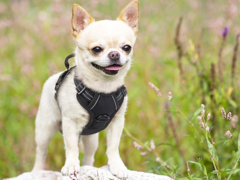 chihuahua wearing a black harness and standing on a rock