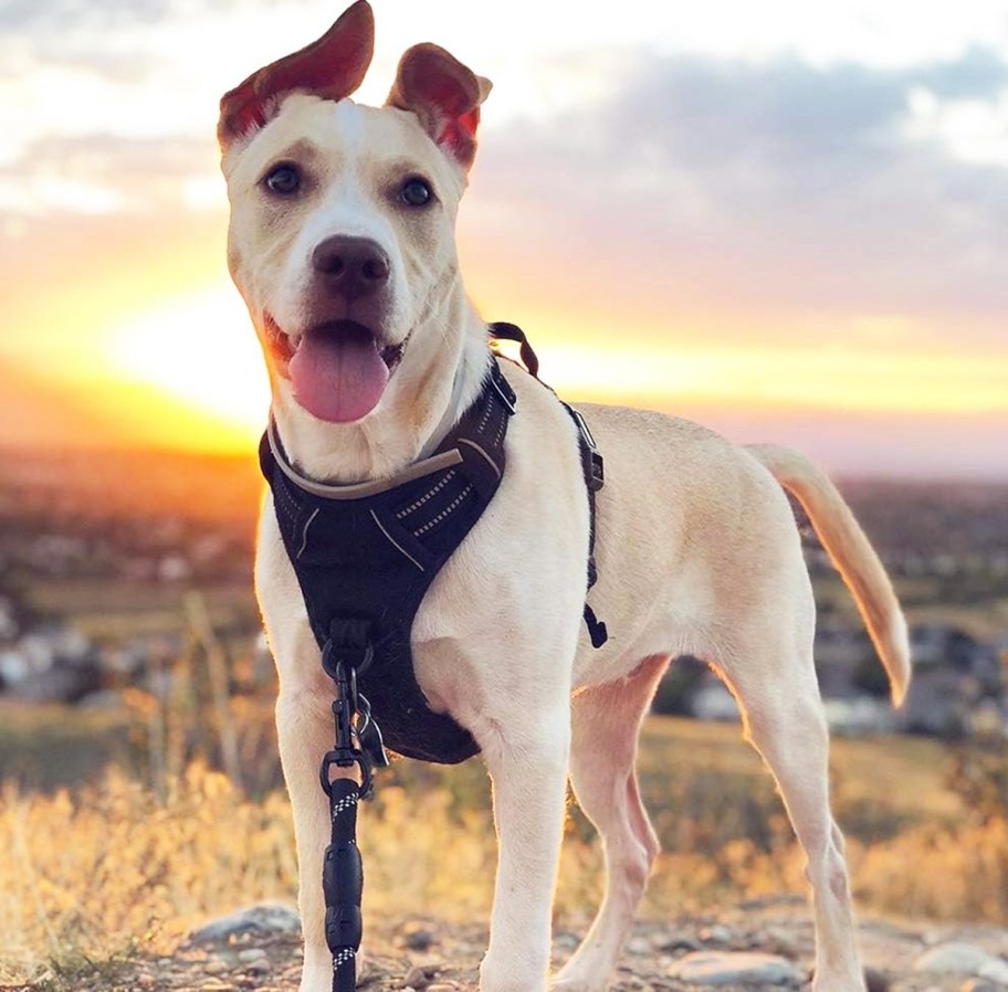 dog on hike wearing black harness with sunrise in background
