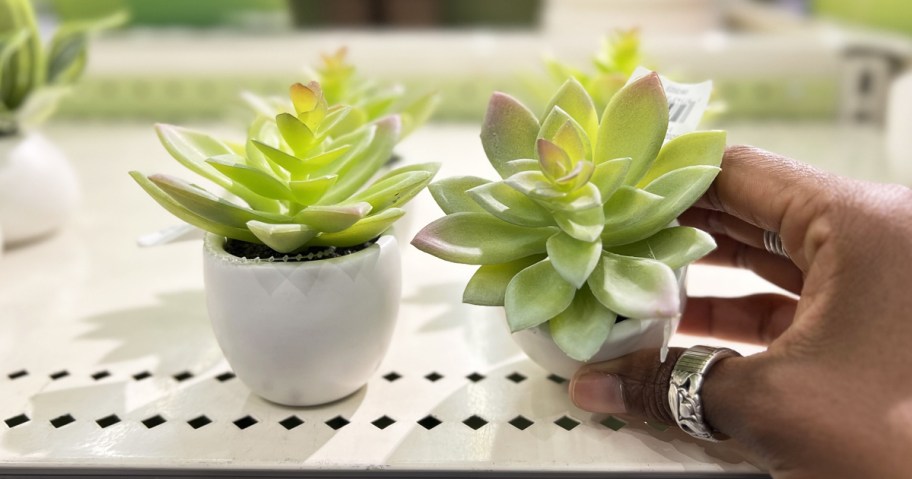 hand holding mini potted succulent on store shelf