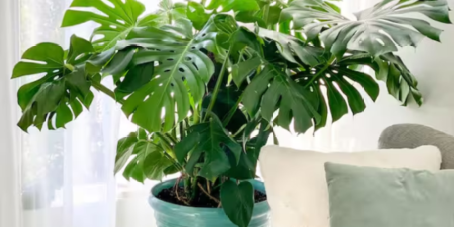 Home Depot Live Plants Sale + Free Shipping | Monstera Plant Just $29.97 Shipped