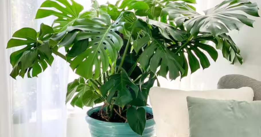 Home Depot Live Plants Sale + Free Shipping | Monstera Plant Just $29.97 Shipped