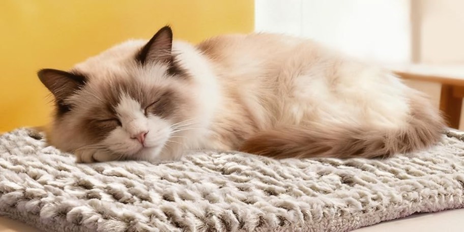 white cat laying on gray bed