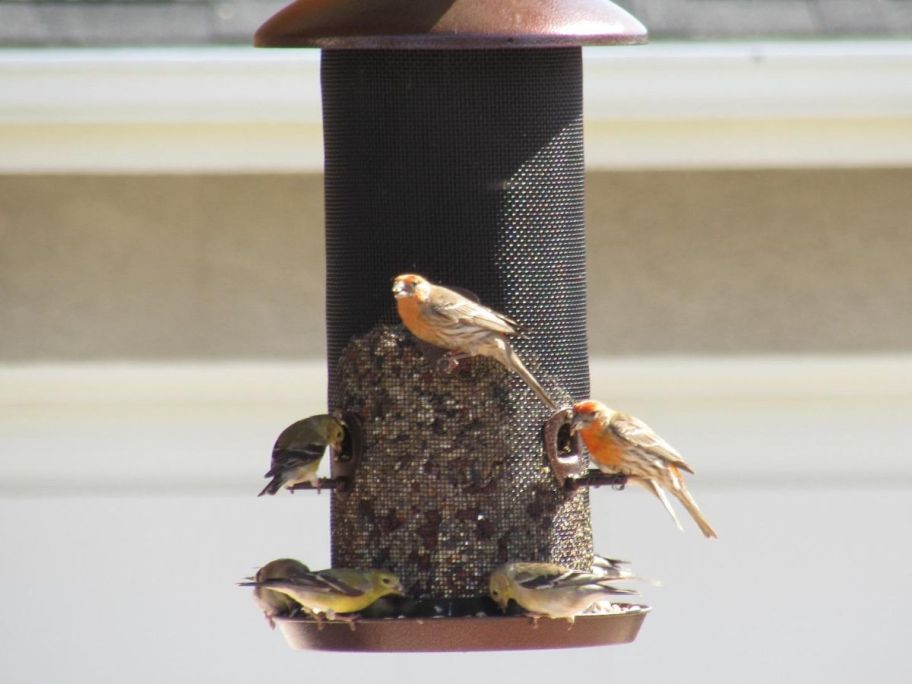 wild birds eating at bird feeder