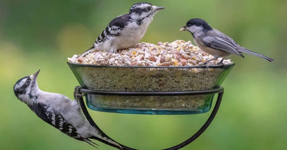 wild birds eating at bird feeder