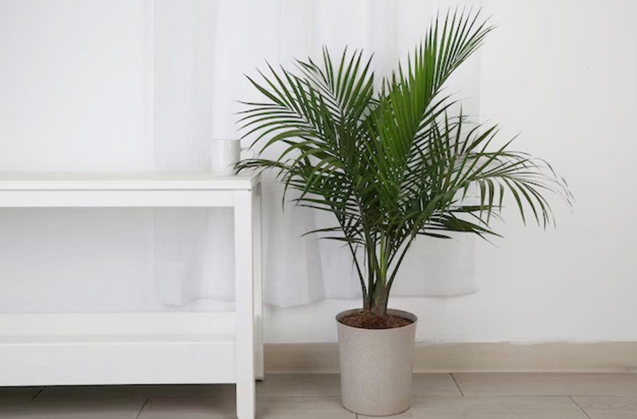 majesty palm in gray pot in living room 