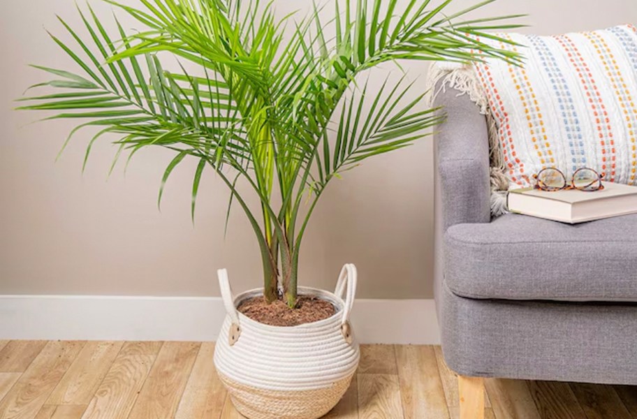 majesty palm in white and tan pot next to gray couch