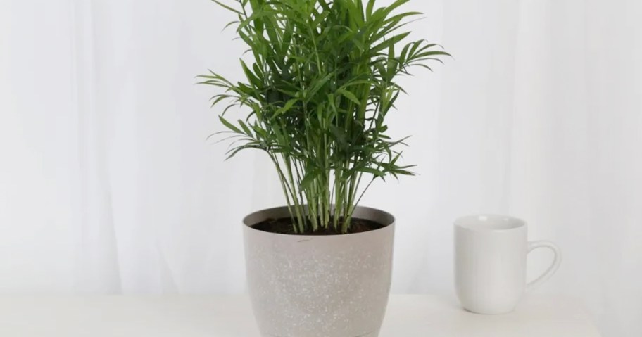 beige pot with plant inside on table with coffee mug