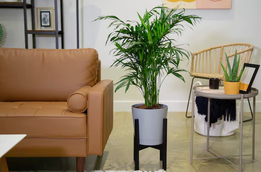 house plant in gray pot next to tan couch in living room 