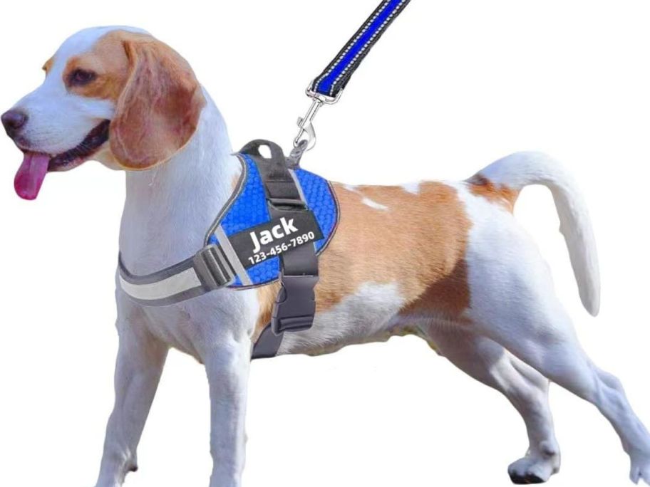 dog with harness and leash