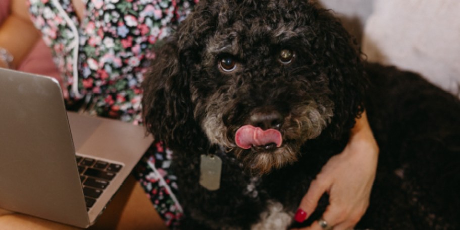 Is Pet Insurance Worth It? Here’s What To Know…